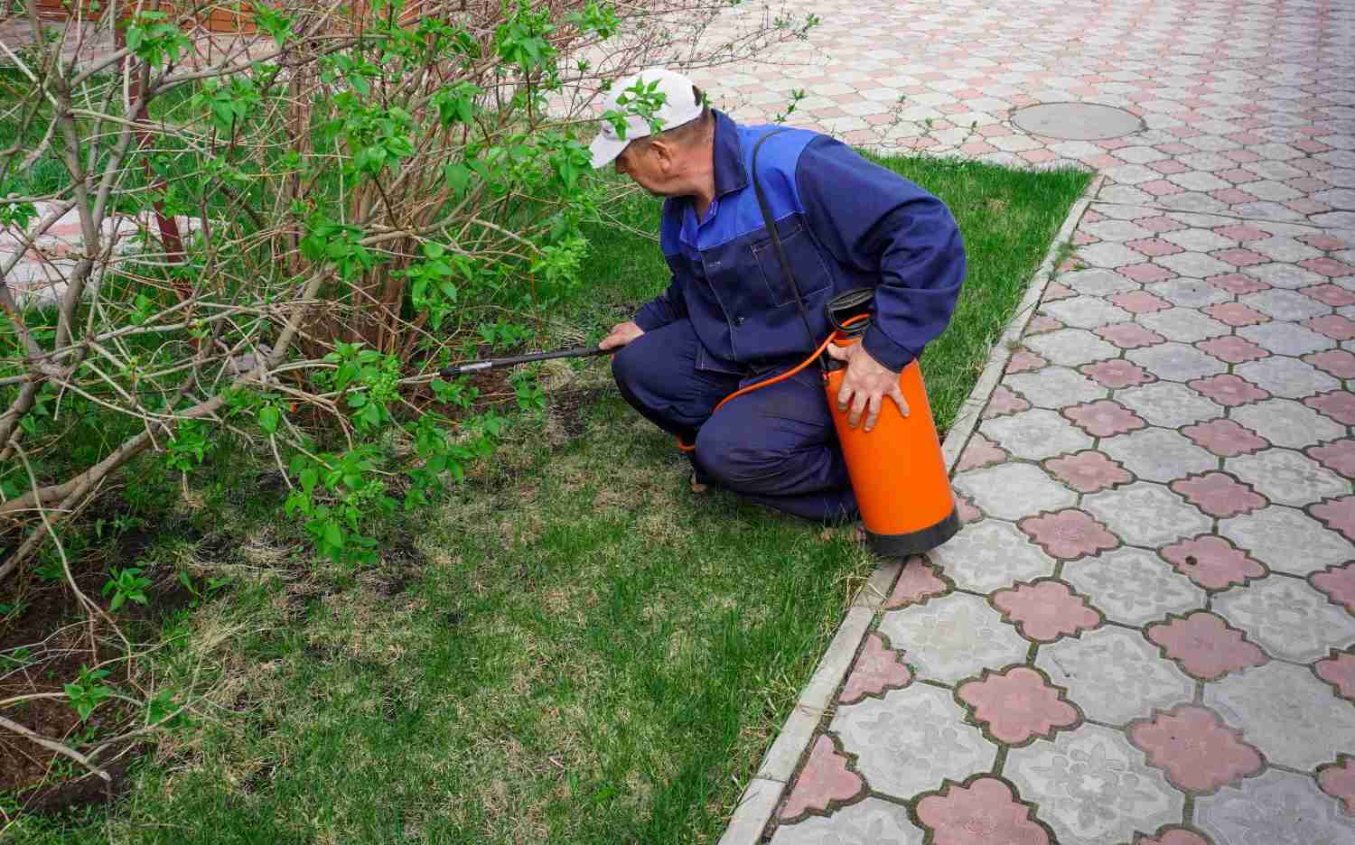 Pest-Free Landscaping: How Professionals Protect Your Yard from Summer Invaders