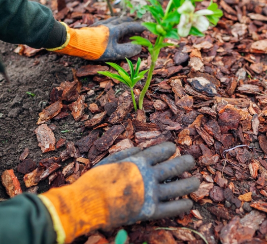 Top Dressing Services
